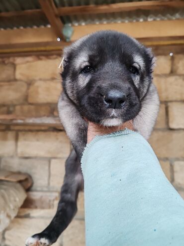 İtlər: Kanqal — 6