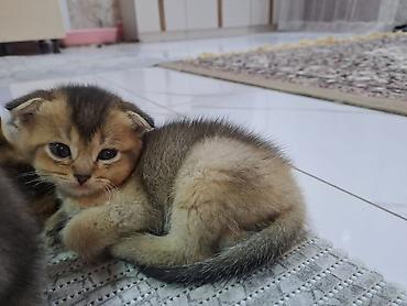 Pişiklər: Şotland yastı qulaq, Erkək, Dişi, Yaxşı əllərə, Ünvandan götürmə, Pulsuz çatdırılma, Ödənişli çatdırılma — 6