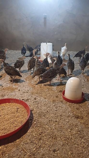 akvarium satilir: Hinduşka cücələri, Ətlik, Ünvandan götürmə — 2