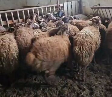 Hummer: Quzular satılır. Ünvan Məhəmmədi kəndi