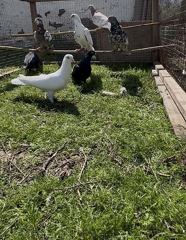 Göyərçinlər: Göyerçinler satılır — 5