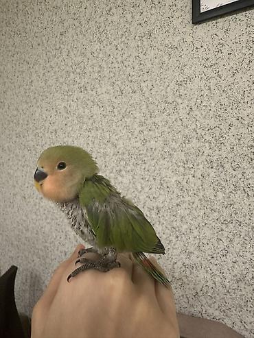 bulbul quşu satışı: Sevimli əlçimlik papuqay – sevgiquşu (lovebird) balası Əldə durur — 1