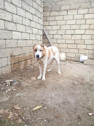 İtlər: Qurdbasar — 5