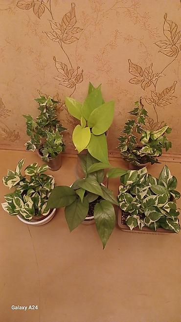 Сингониумы: Коллекция комнатных растений — подборка декоративно-лиственных — 12