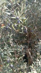 Tinglər: Məhsul: ting və kol bitkiləri (gül və meyvə ağacı tingləri) - Gül -da lalafo.az — 26 Tinglər: Məhsul: ting və kol bitkiləri (gül və meyvə ağacı tingləri) - Gül — 26