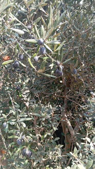 Ağaclar: Məhsul: Zeytun ağacları (meyvəli) Təsvir: - Şəkillərdə göstərilən -da lalafo.az — 3 Ağaclar: Məhsul: Zeytun ağacları (meyvəli) Təsvir: - Şəkillərdə göstərilən — 3