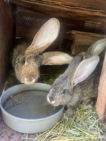 Животные: Крольчата породы фландер 1,5 месяца 12 шт. Торг уместен