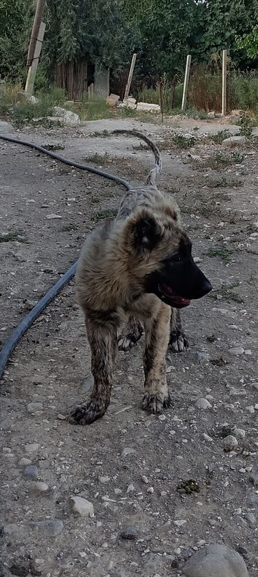 itlər afcarka: Qafqaz çoban iti, 4 ay, Erkek lalafo.az -da itlər afcarka: Qafqaz çoban iti, 4 ay, Erkek