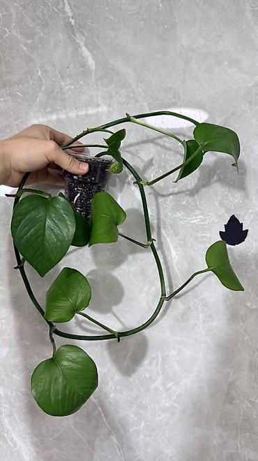 Монстеры: Монстера Тайское Созвездие 3 горшка по 1000с Посажены в хороший — 9