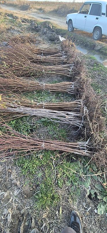 Tinglər: Meyvə və dekorativ ağac tingləri Təsvir: - Tərtər rayonu ərazisində — 14