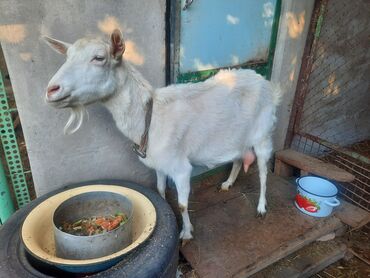 продаю дойную козу: Продаю | Коза (самка) | Зааненская | Для разведения, Для молока | Племенные