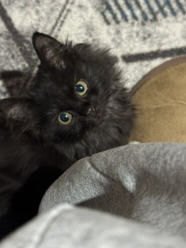 американская жесткошёрстная кошка: ОТДАМ ДАРОМ!!! Очаровательный пушистый котёнок чёрного окраса. 1