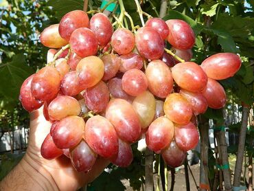 саженцы туи in Кыргызстан | СЕМЕНА И УЛИЧНЫЕ РАСТЕНИЯ: Плодопитомник волков сад рад предложить вам разнообразие саженцев
