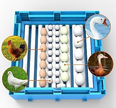 ınqbator: Çin, Tam avtomat, Bütün növ quşlar üçün, Zəmanət ilə — 6