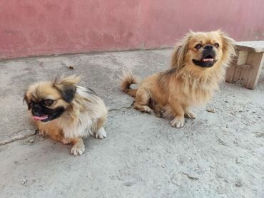 İtlər: Pekines, 1 il, Erkek, Sənədli, Ünvandan götürmə