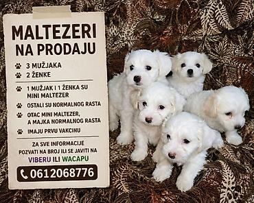 Psi: Maltezeri – leglo štenaca - Ukupno: 3 mužjaka i 2 ženke - Veličina: 1 — 1