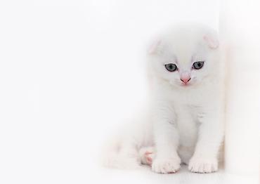 Pişiklər: Şotland — 7