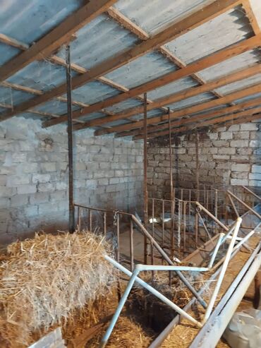 Bağ evlərinin satışı: Bakı, Qala qəs., 550 kv. m, 3 otaqlı, Hovuzsuz, Artezian quyusu, Qaz, Su — 4