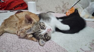сколько стоит котик: Котята в добрые руки 2 месяца - Окрас: рыжий табби мальчик