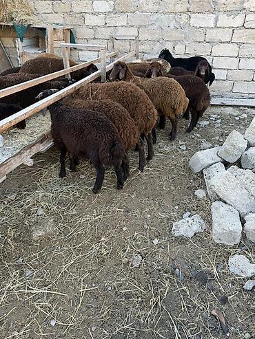at satisi qiymetleri: Salam aleyküm 23 baş quzdu 6 dışı 17 erken kom 320 m tek tek 280 dan — 7