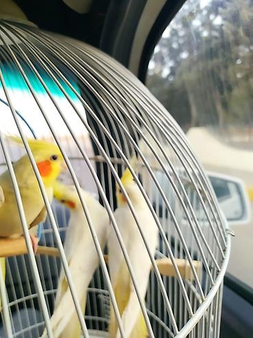 Tutuquşları: Ayaqlari üzüklü Əl quşlari ağlar45-50 Azn Bozlar 35 Azn vitaminli — 17