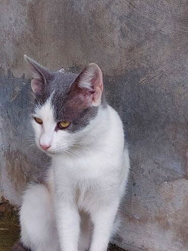 Pişiklər: Yaxşı əllərə -da lalafo.az — 2 Pişiklər: Yaxşı əllərə — 2