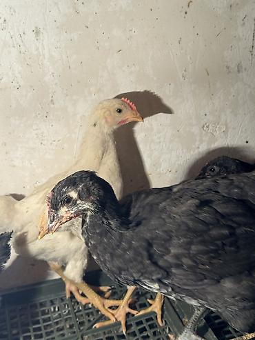 Птицы: Продаю цыплят — 10