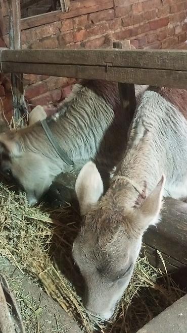 Коровы, быки: Продаю | Тёлка — 1