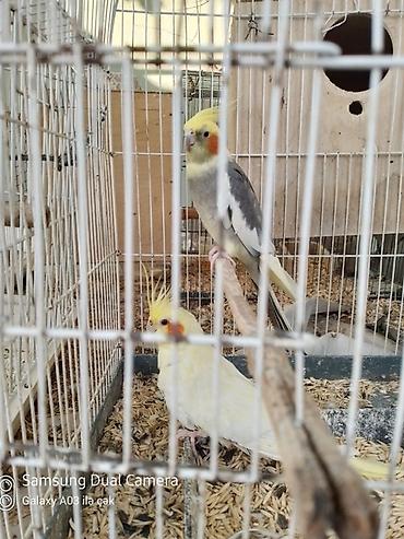 kreditle heyvan satisi: Nimfa tutuquşuları (cockatiel) – baladir istesez hazir cutde var 1 — 1