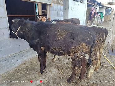 Коровы, быки: Продаю | Тёлка | Швицкая | Привязанные — 6