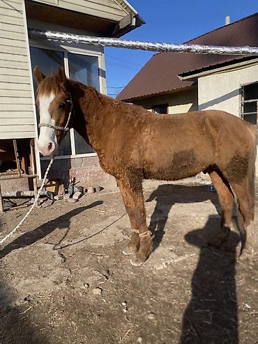 Лошади, кони: Продаю | Конь (самец) | Полукровка | Рабочий — 7