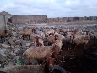 Qoyunlar, qoçlar: Dişi, il: 5, 55 kq, Ətlik, Ünvandan götürmə — 7