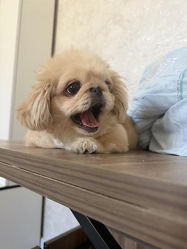 albay itleri: Pekines, 6 ay, Erkək, Peyvəndli, Ünvandan götürmə — 1