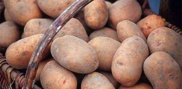 картошка риверо: Картошка сатылат( урон ) Сорт желе 2 репродукция Сортированный