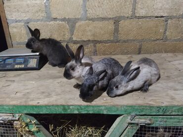 velikan dovşanlar: Marder balalari