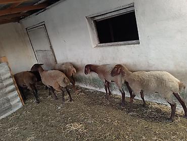 Qoyunlar, qoçlar: Dişi, Qala, il: 1, 50 kq, Damazlıq, Ünvandan götürmə — 15