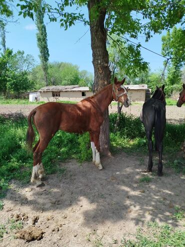 Лошади, кони: Продаю 3 жеребят возраст 8 месяцев привизеные из России цена за голову