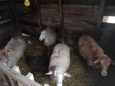 Qoyunlar, qoçlar: Diqqətlə oxu sonra zəng elə! 4 ədəd qoyun satılır! 3 ədəd qoyun — 2