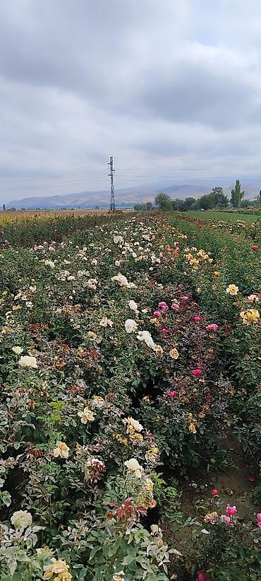 Роза: Саженцы садовых роз (кустарниковые/чайно-гибридные, флорибунда) — — 15
