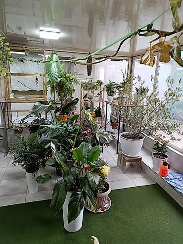 ххх школьники: Продам орхидеи Каттлея на блоках, оптом 6шт и три в горшках, за 4тыс — 7