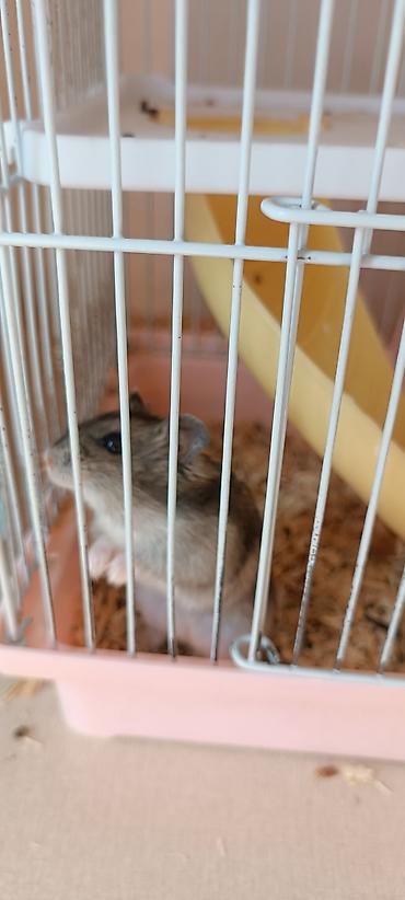 Животные: 🐹 Готовый пушистый друг — без забот! 🏡 Джунгарский хомяк (1,5 месяца) — 2