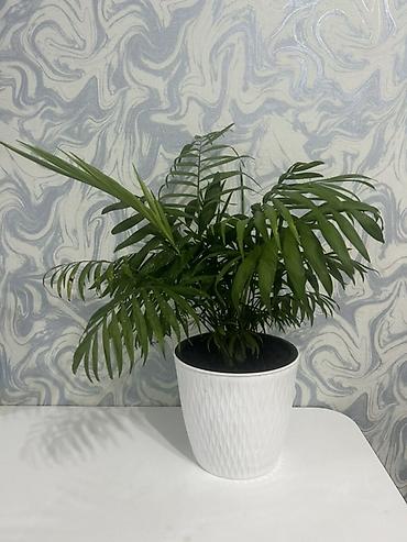 Пальмы: Комнатное растение Хамедорея (Chamaedorea elegans, «бамбуковая — 1