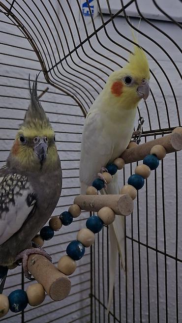 qus nomreleri: Nimfa (cockatiel) cütlüyü və qəfəs dəsti Məhsulun tərkibi: - 2 ədəd — 3