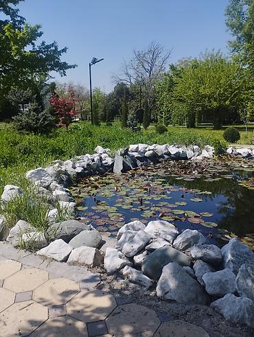 Другие садовые цветы и кустарники: Садовый центр/питомник растений и товаров для сада - Широкий выбор — 1