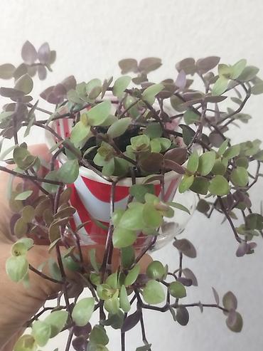 цветок ослиные уши: )Каллизия "Розовая пантера"в стаканчике .,Каллизия Голд, - Компактное — 3