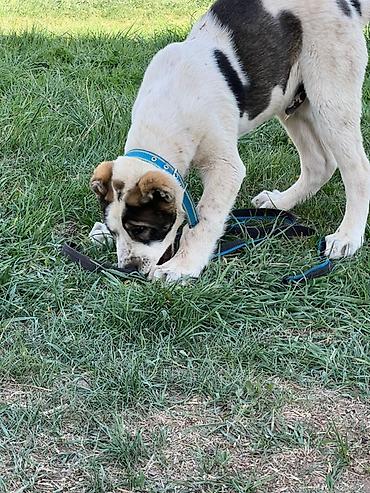 Продажа собак: Алабай, 3 месяца, Самец, С прививкой — 5