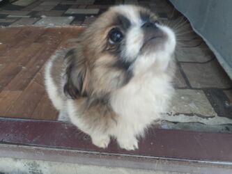 İtlər: Pekines, 1 ay, Dişi, Ödənişli çatdırılma — 9