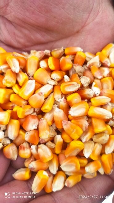 рушилка кукурузы: Кукуруза Оптом, Самовывоз