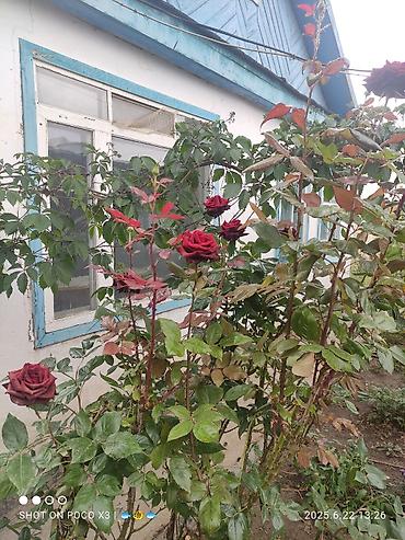 Продажа коттеджей и домов: Дом в ЧолпонАте р-он Хутор на участке более 10соток Продажа, два дома — 1