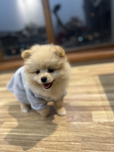 pomeranian satış: Şpitz, 1 ay, Dişi, Peyvəndli, Ünvandan götürmə